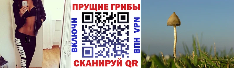 KRAKEN ссылки  Усть-Джегута  Псилоцибиновые грибы Psilocybine cubensis  наркошоп 